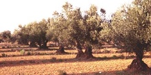 Olivo - Porte (Olea europaea)