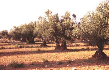 Olivo - Porte (Olea europaea)