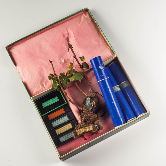 IES_SANISIDRO_MUSEO_Botanica_058