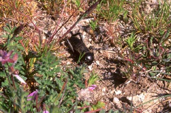 Grillo campestre (Gryllus campestris)