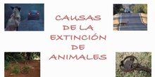 CAUSAS EXTINCIÓN ANIMALES
