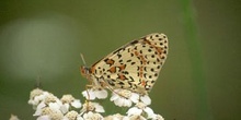 Doncella (Melitaea sp.)