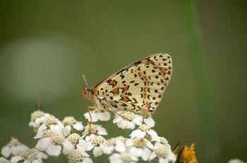 Doncella (Melitaea sp.)