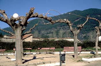 Plátano - Porte (Platanus orientalis)