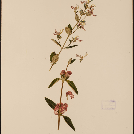 IES_CARDENALCISNEROS_HERBARIO_30 7