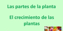 las partes de la planta