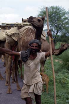 Camellero en la carretera de Delhi, India