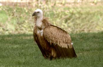 Buitre leonado (Gyps fulvus)