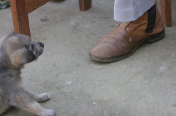 Perrito jugando en los pies, Quilombo, Sao Paulo, Brasil