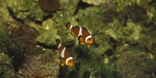 Pez payaso (Amphiprion sp.)
