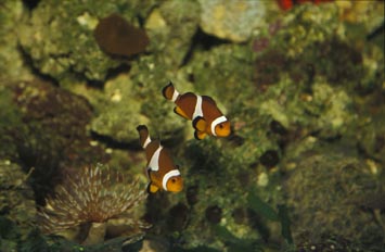 Pez payaso (Amphiprion sp.)
