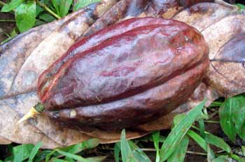 Fruto del cacao, Ecuador