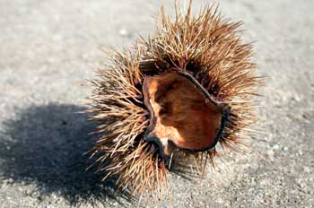 Cáscara de castaña