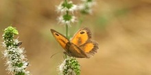 Lobito agreste - Macho (Pyronia tithonus)