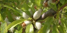 Almendro - Fruto (Prunus dulcis)