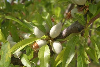 Almendro - Fruto (Prunus dulcis)