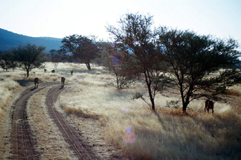 Reserva de Guepardos, Namibia