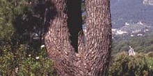 Pino resinero - Tronco (Pinus pinaster)