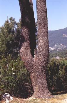 Pino resinero - Tronco (Pinus pinaster)