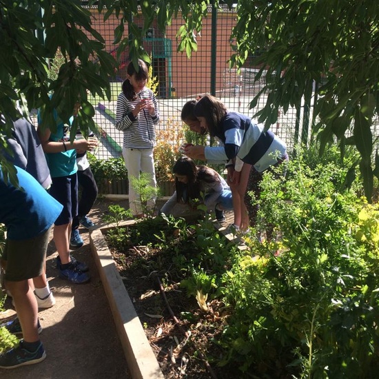 2019_06_11_4º observa insectos en el huerto_CEIP FDLR_Las Rozas 23