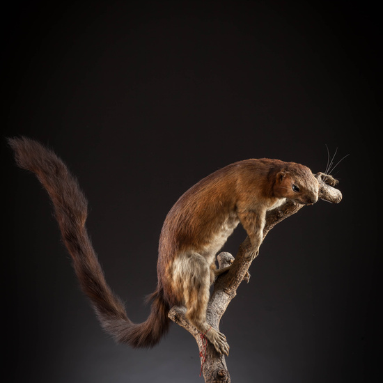 IES_SANISIDRO_MUSEO_Zoolgía_126