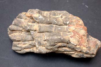 Dysphyllum caepitosum (Coral) Devónico