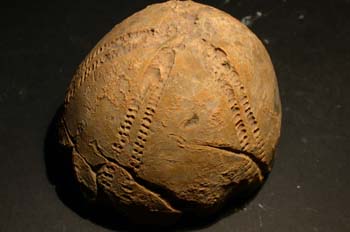 Hemipneustes radiatus (Erizo) Cretácico