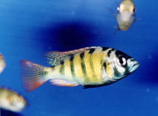 Ciclido africano (Ciclidos)