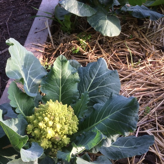 2020_02_24_Diario de Juan el Hortelano de enero de 2020 11