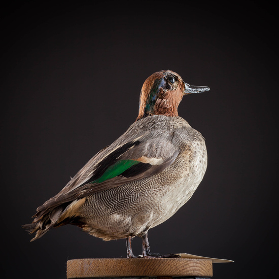 IES_SANISIDRO_MUSEO_Aves_032