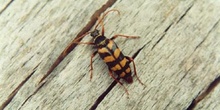Leptura aurulenta
