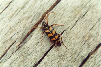 Leptura aurulenta
