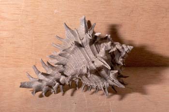 Mincanthus sp. (Molusco-Gasterópodo) Plioceno