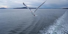 Gaviota, Parque de las Islas del Golfo, Victoria