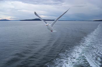 Gaviota, Parque de las Islas del Golfo, Victoria