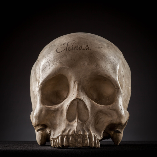 IES_SANISIDRO_MUSEO_Craneos_025