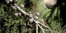 Ciprés de Monterrey - Piñas (Cupressus macrocarpa)