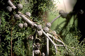 Ciprés de Monterrey - Piñas (Cupressus macrocarpa)