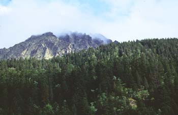 Pino negro - Bosque (Pinus uncinata)