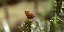 C-blanca (Polygonia c-album)