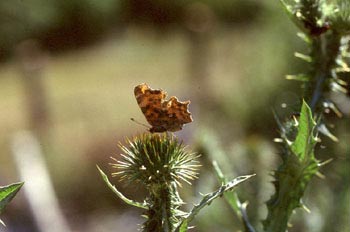 C-blanca (Polygonia c-album)