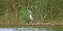 Garza real (Ardea cinerea)