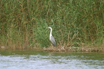 Garza real (Ardea cinerea)
