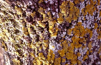 Rebollo / melojo - Tronco (Quercus pyrenaica)