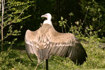 Buitre leonado (Gyps fulvus)
