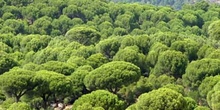 Pino piñonero-Bosque (Pinus pinea)