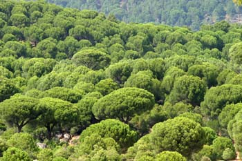 Pino piñonero-Bosque (Pinus pinea)