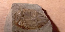 Coronocephalus sp. (Trilobites) Sulúrico