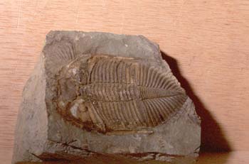 Coronocephalus sp. (Trilobites) Sulúrico