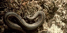 Víbora de Seoane (Vipera seoanei)